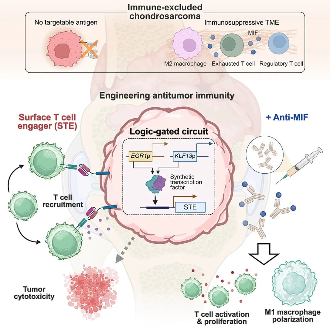 immune_circuit_red 的取色原图