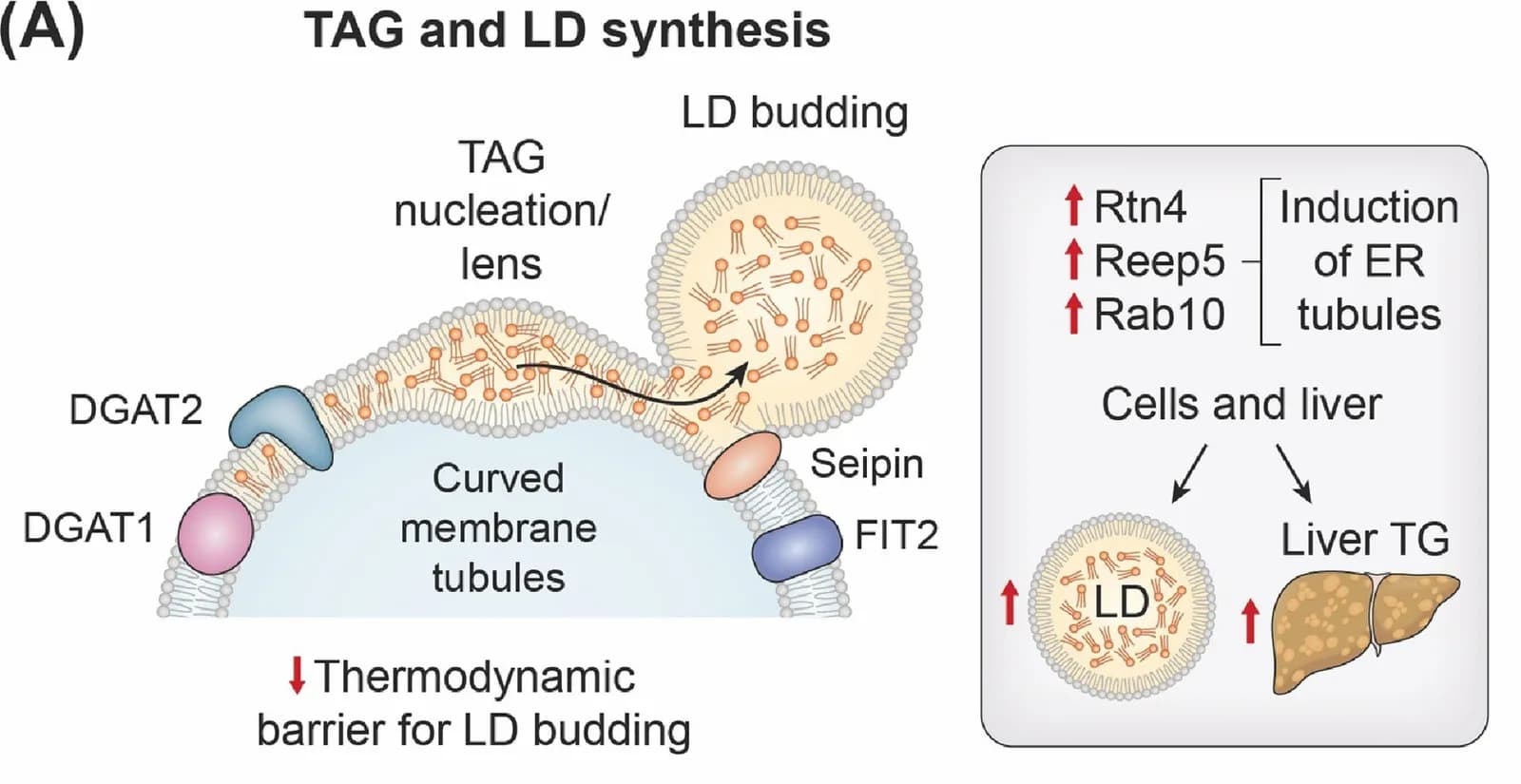 lipid_budding_blue 的取色原图