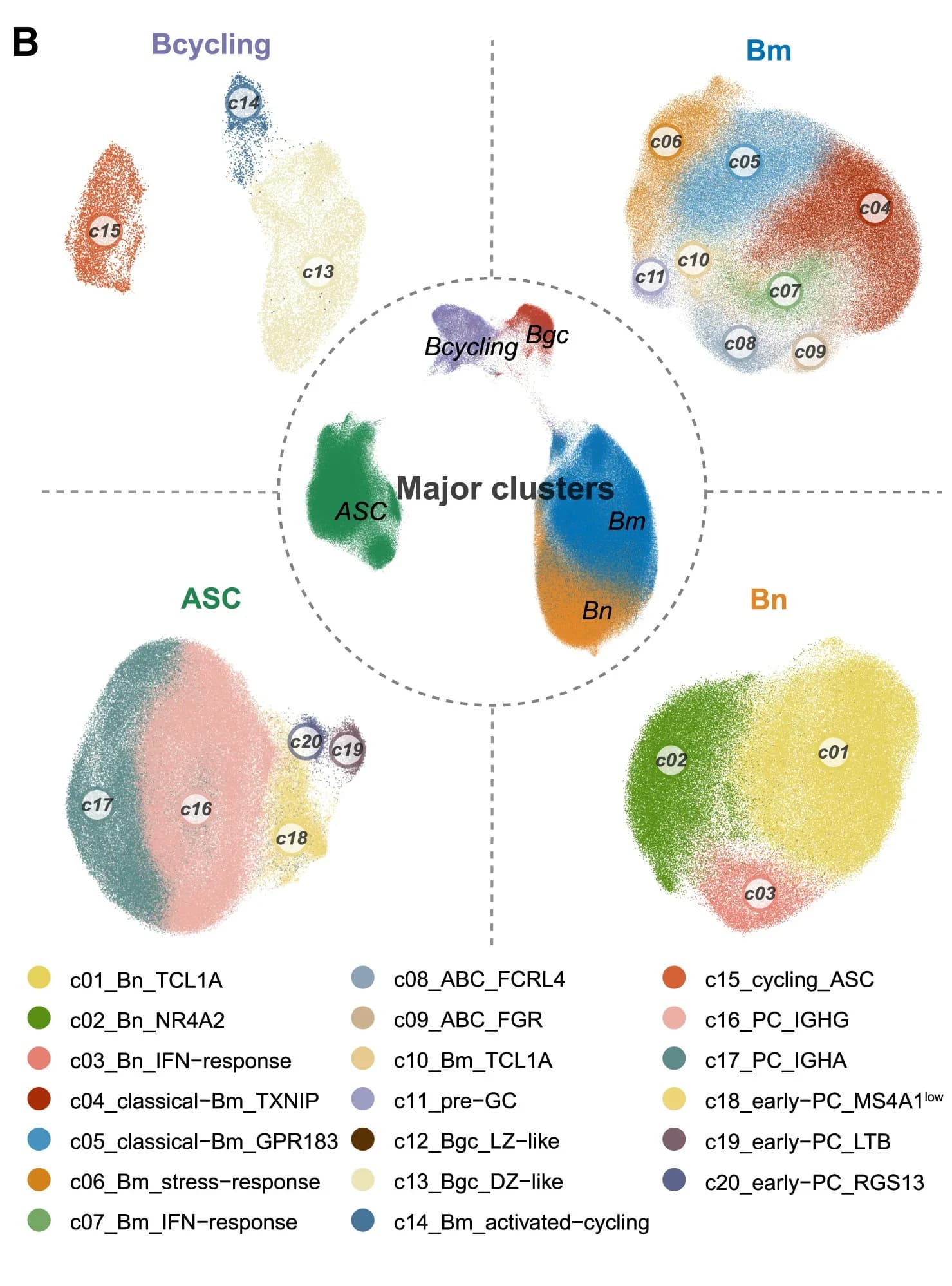 bcell_clusters 的取色原图