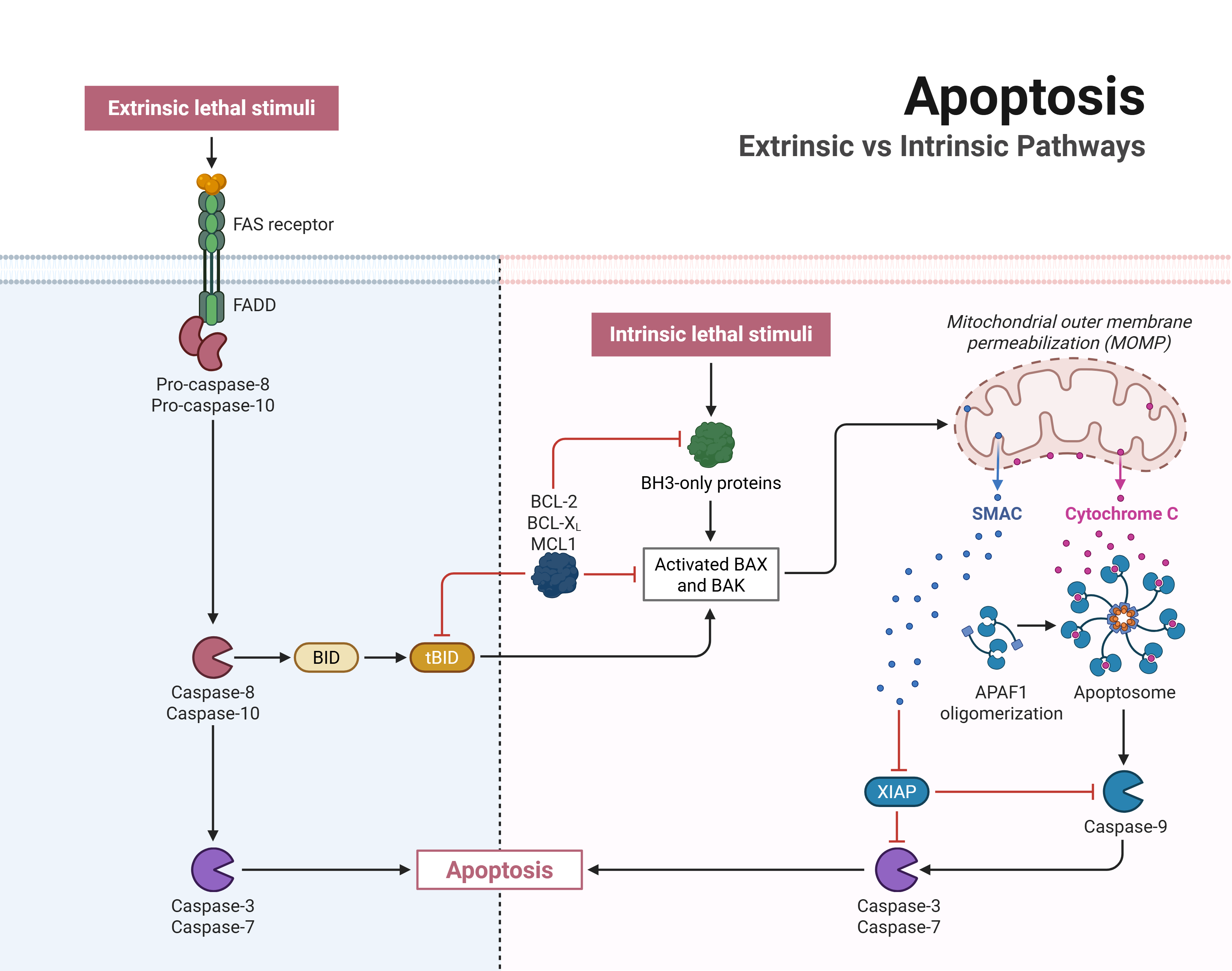 Intrinsic 与 extrinsic apoptosis pathway