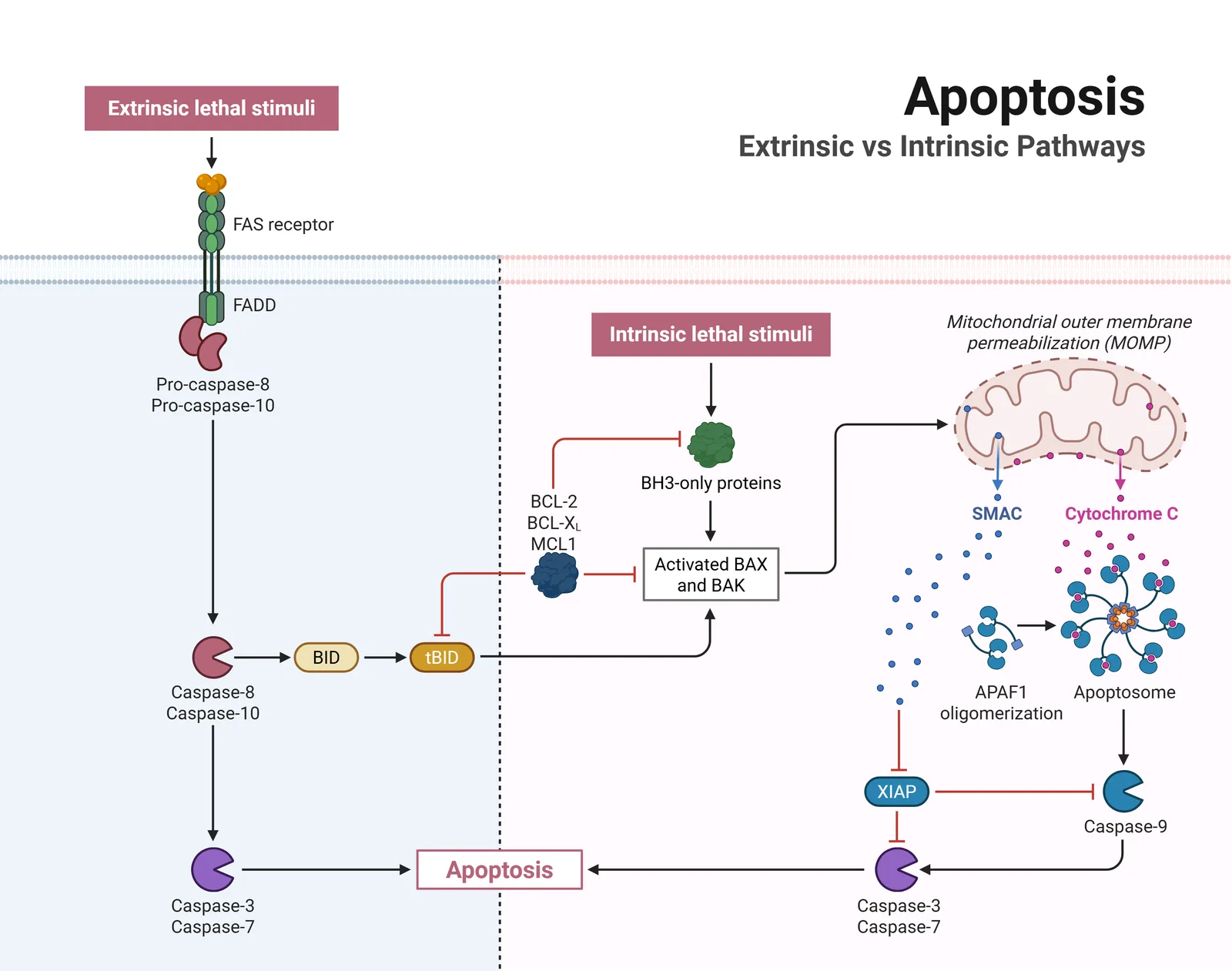 Intrinsic 与 extrinsic apoptosis pathway