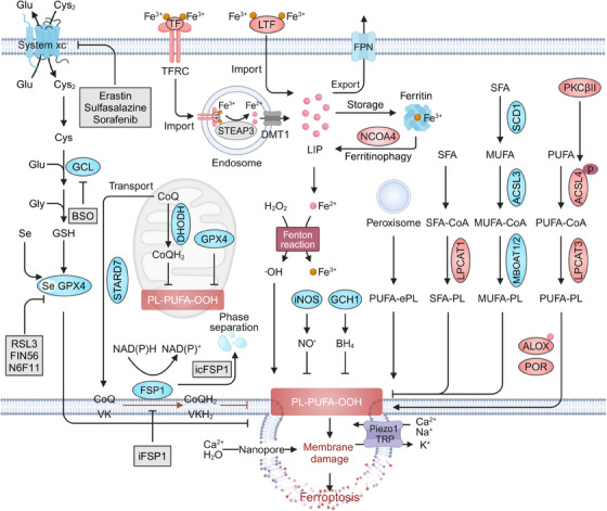 Ferroptosis defense systems