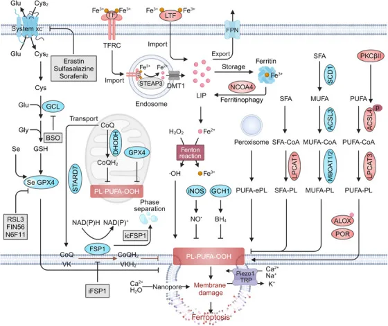 Ferroptosis defense systems