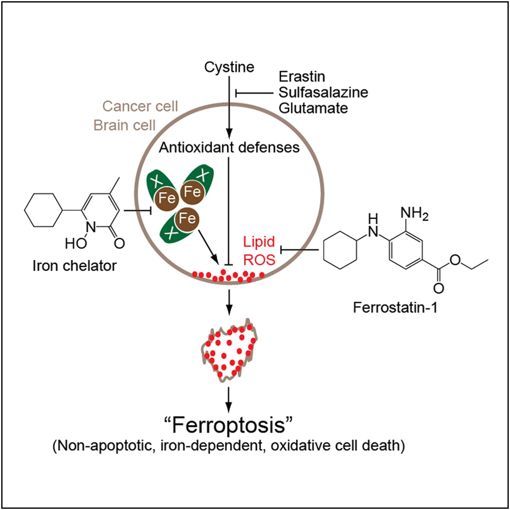 Ferroptosis 中的 lipid peroxidation 与膜损伤