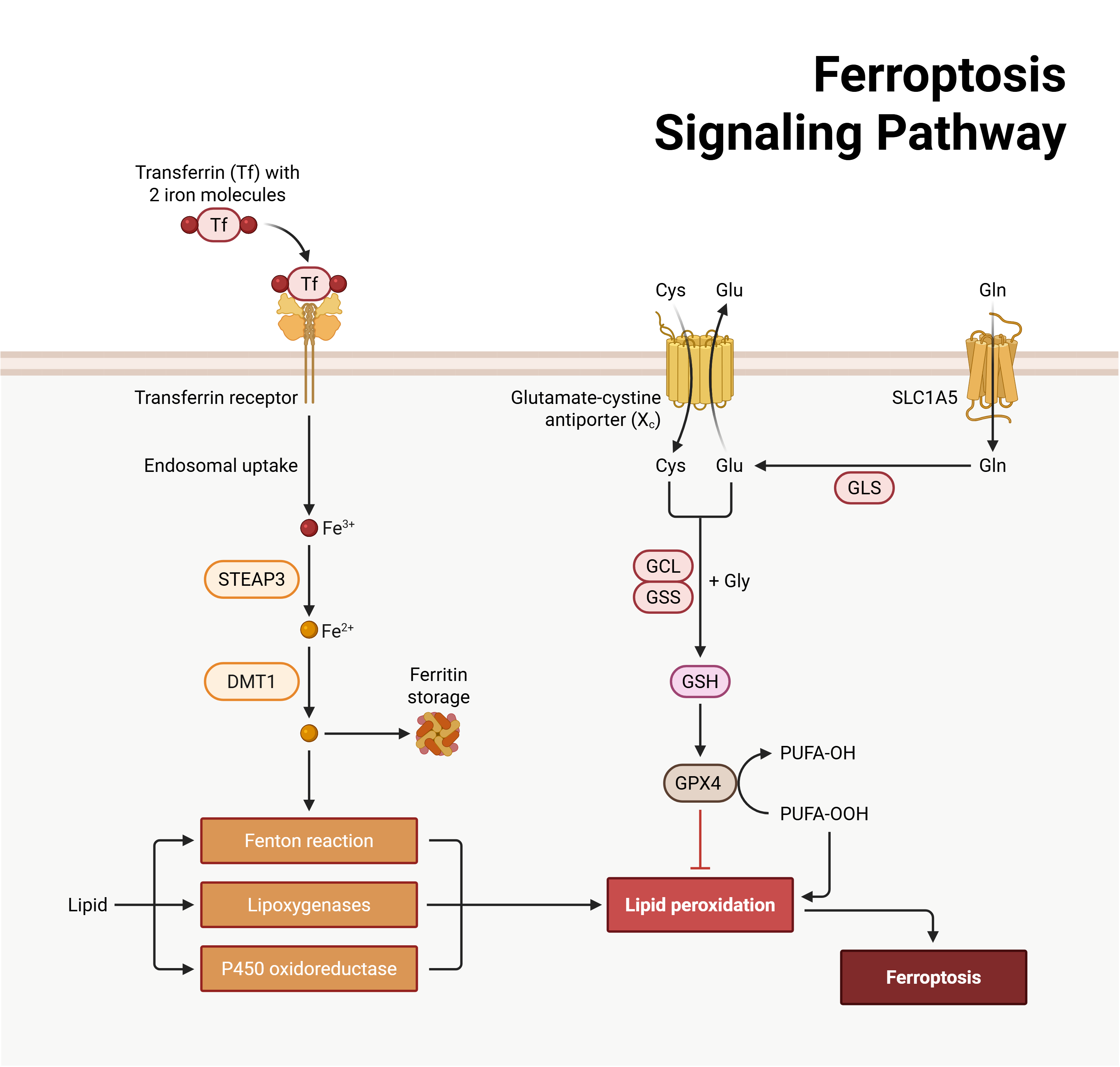 Ferroptosis signaling pathway