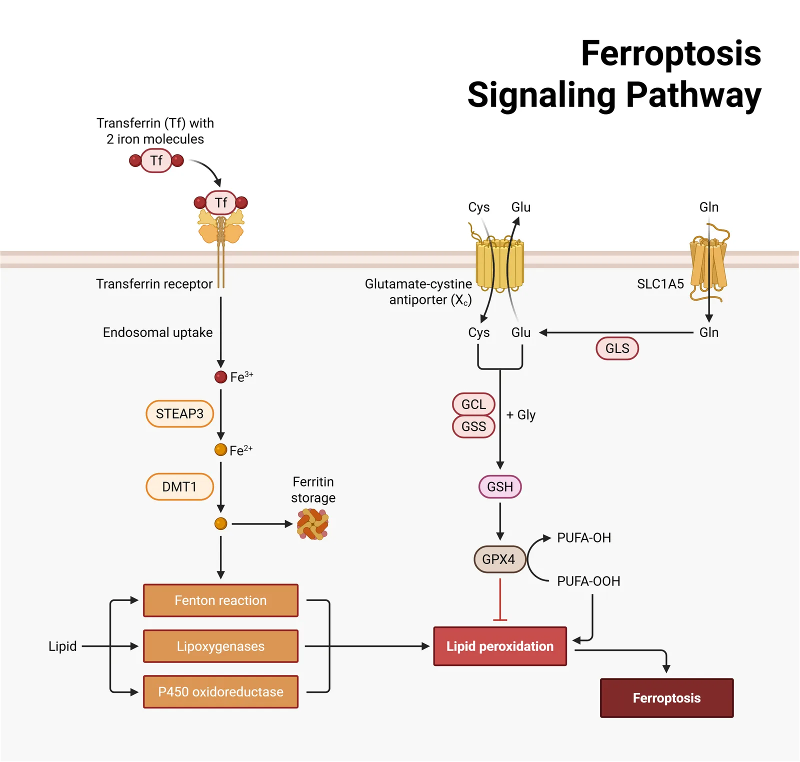 Ferroptosis signaling pathway