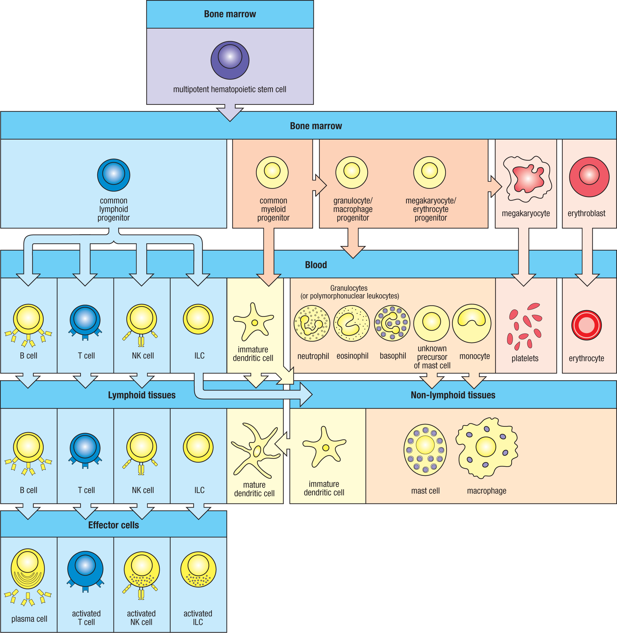Hematopoiesis 与 immune cell lineages
