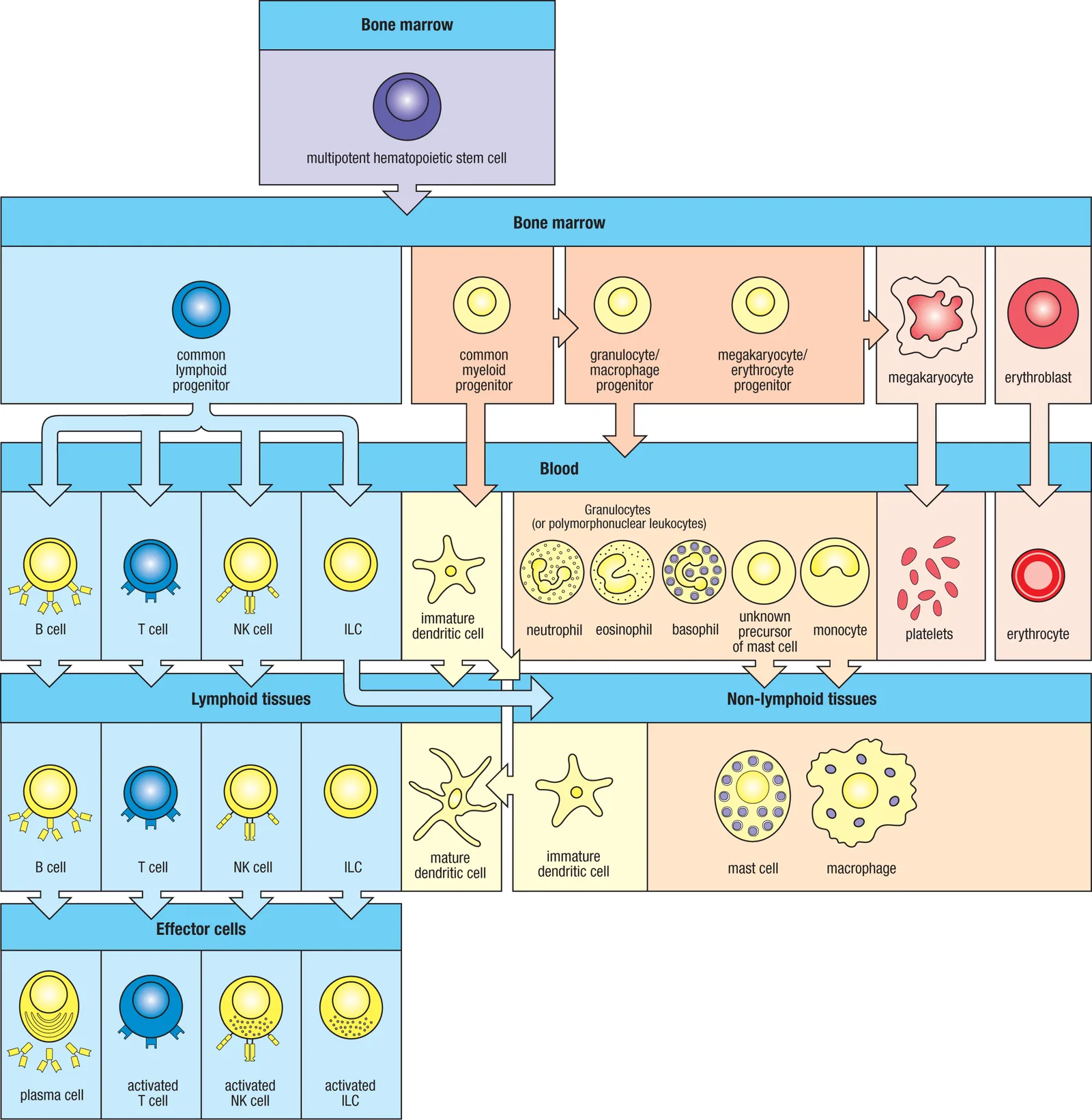 Hematopoiesis 与 immune cell lineages