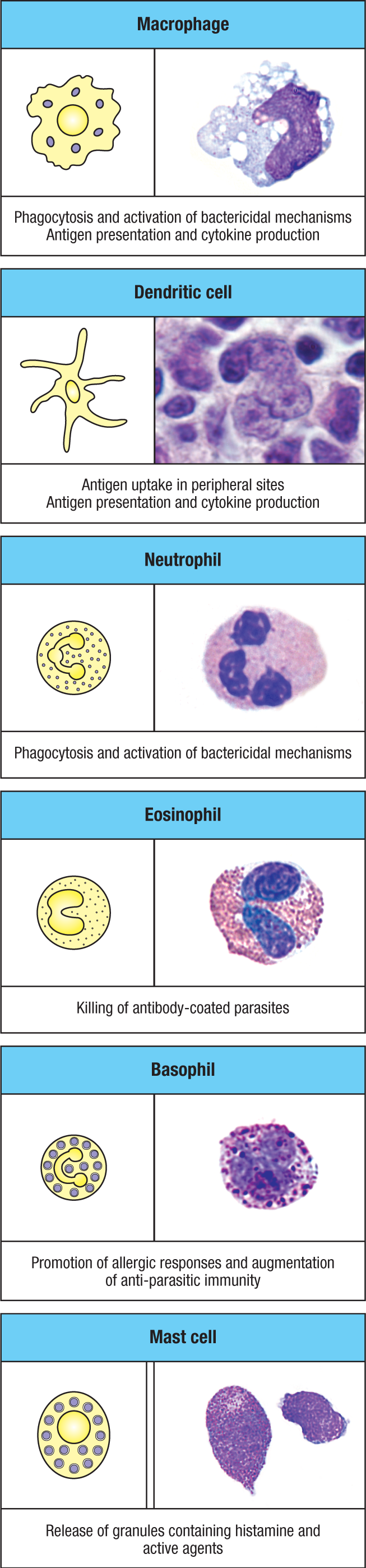 主要 myeloid cells 及其功能