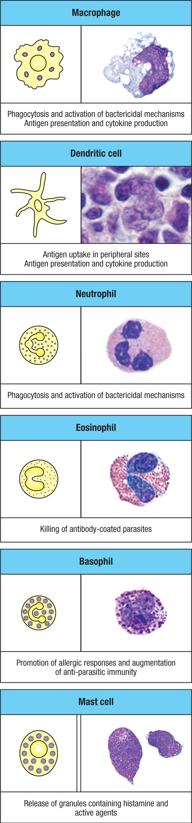 主要 myeloid cells 及其功能