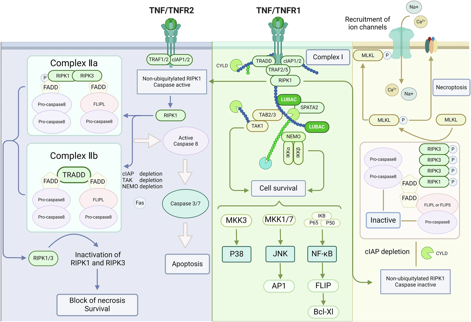 TNF/TNFR signaling 通向 apoptosis、survival 或 necroptosis