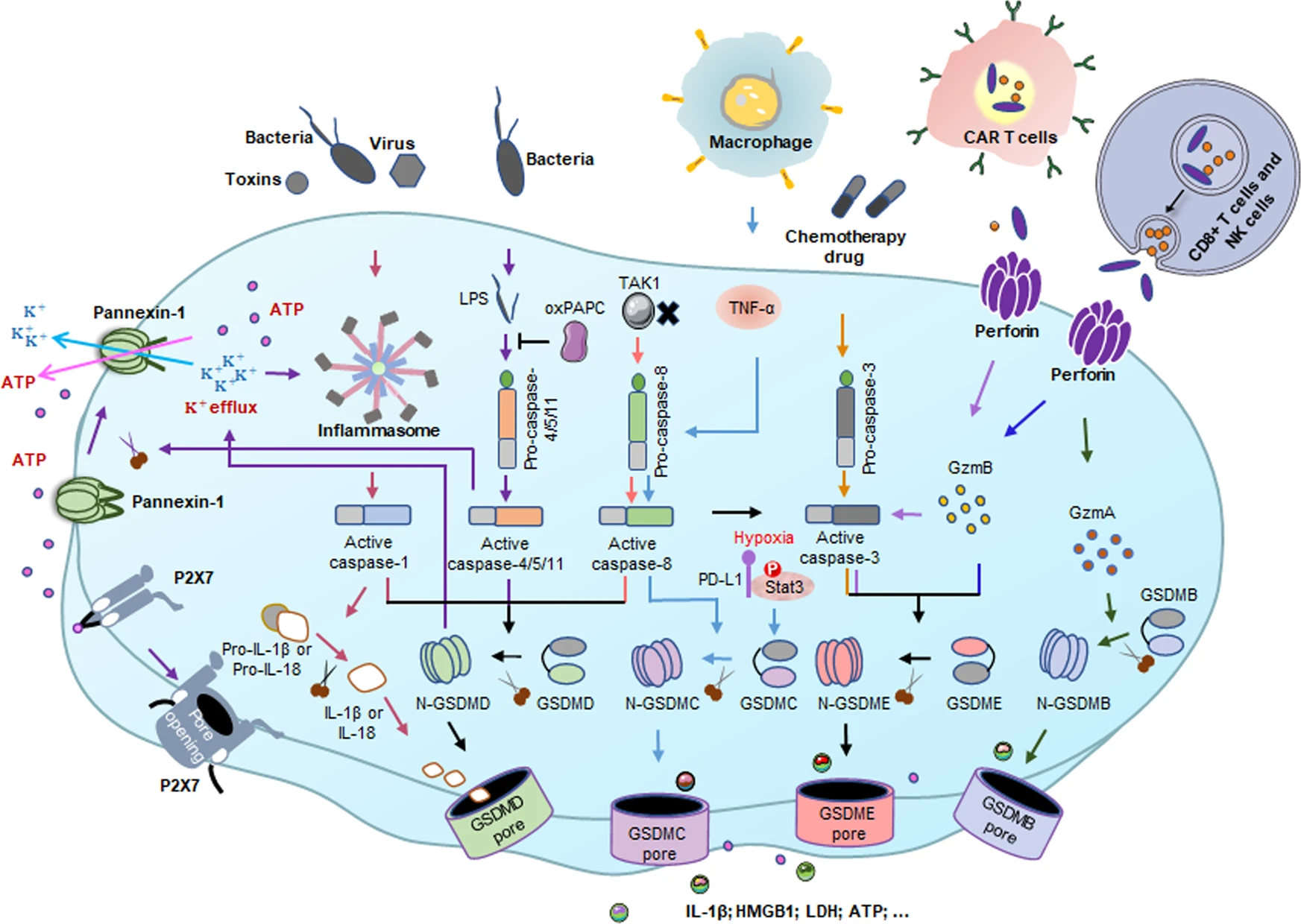 Gasdermin activation 与 pyroptosis pathways