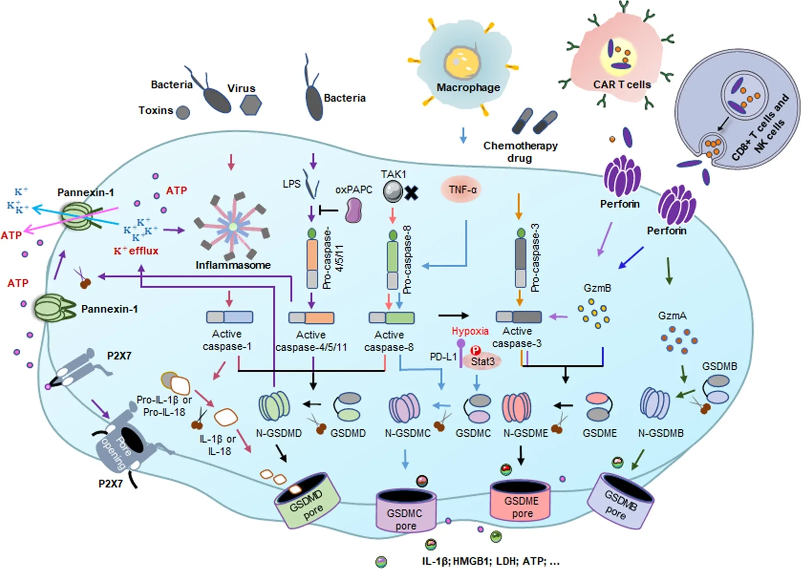Gasdermin activation 与 pyroptosis pathways